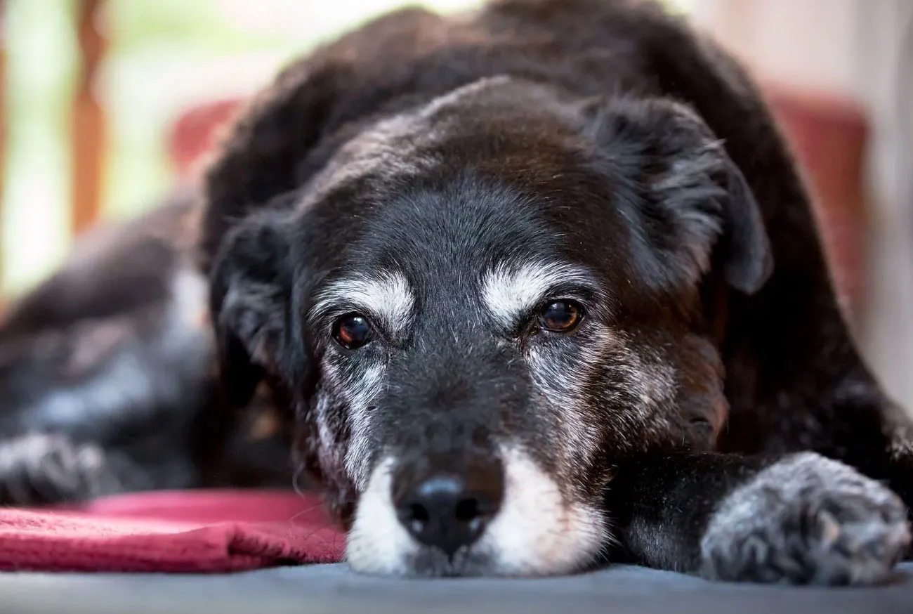 Como cuidar de um cachorro idoso: Guia prático e completo