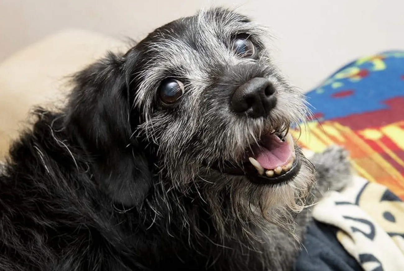 Como cuidar de um cachorro idoso: Guia prático e completo