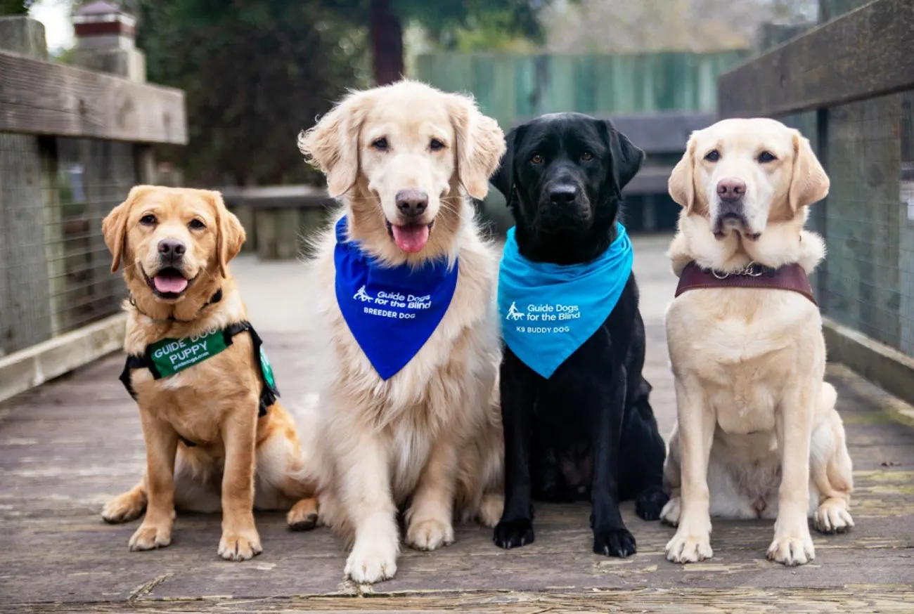 Cão-guia: a incrível história por trás do melhor amigo da inclusão