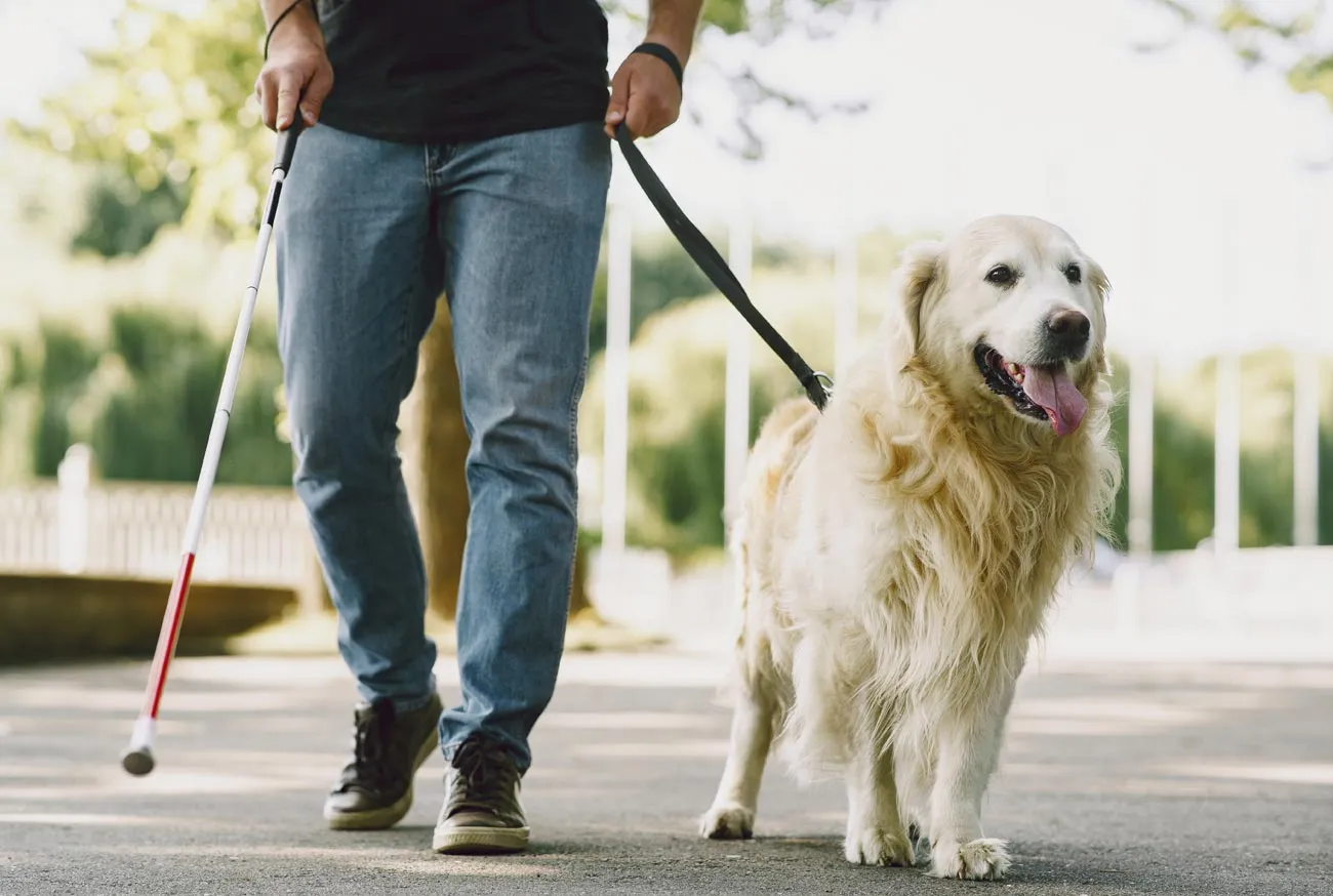 Cão-guia: a incrível história por trás do melhor amigo da inclusão