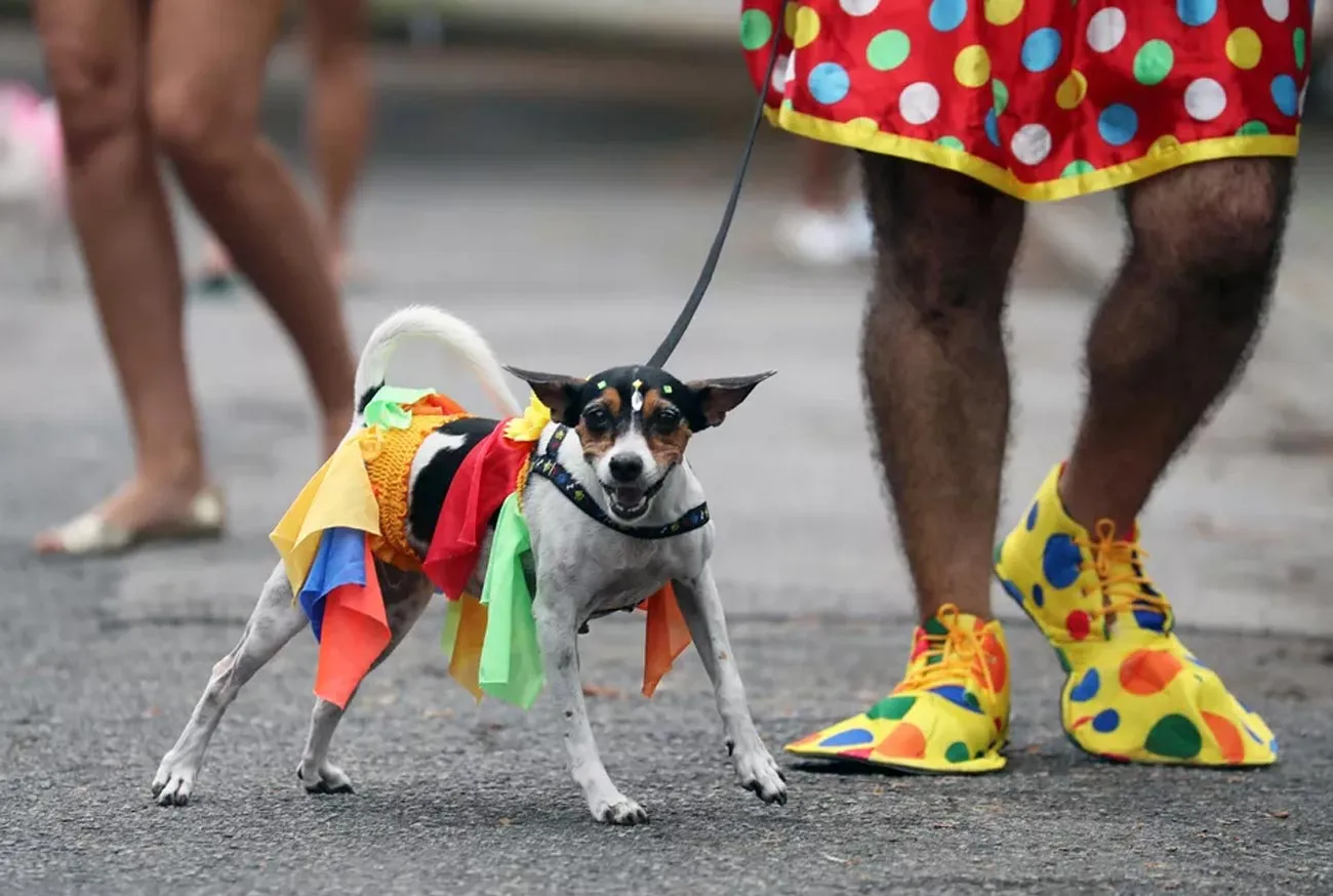 Pet Carnival: 5 Costumes for You to Match with Your Pet