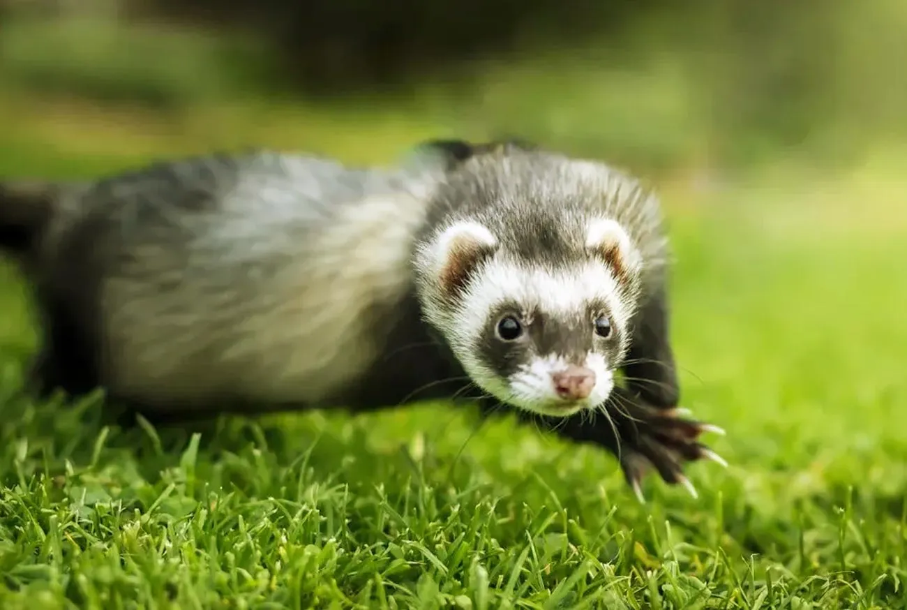 Small Pets: Meet the 10 Most Loved in All of Brazil!