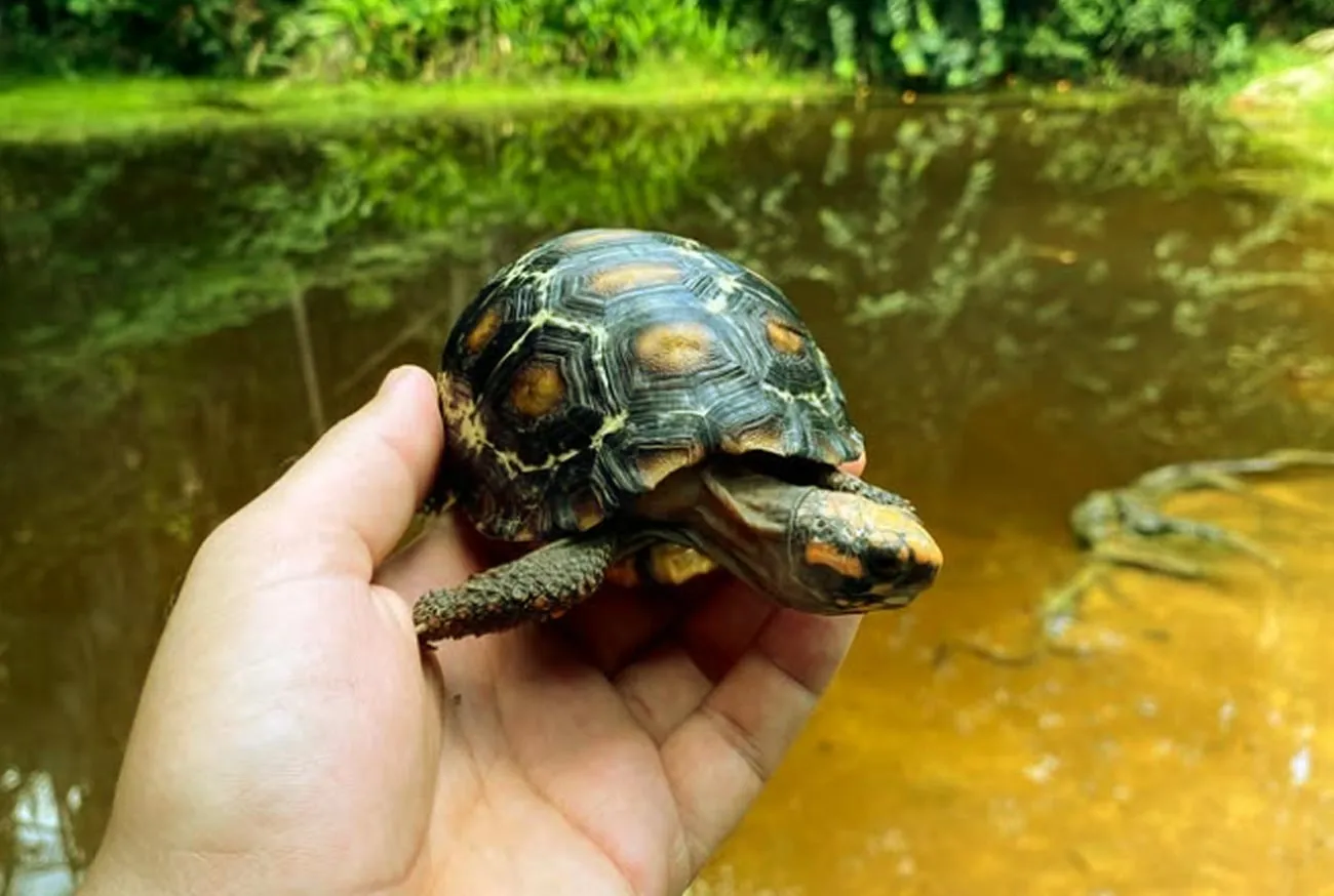 Animais de estimação pequenos: conheça os 10 mais amados no Brasil!