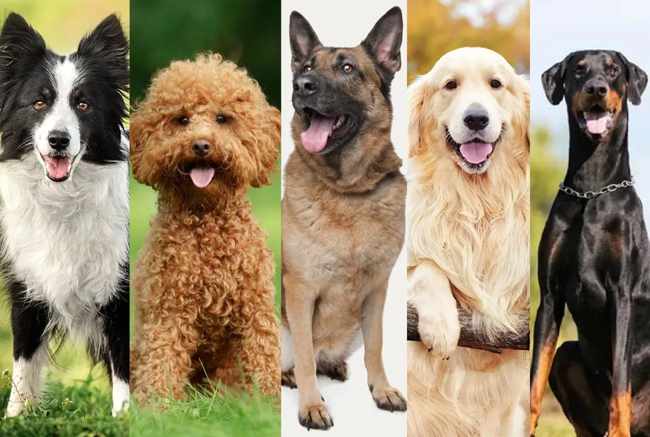 Smart Dog: What is the Smartest Breed in the World?