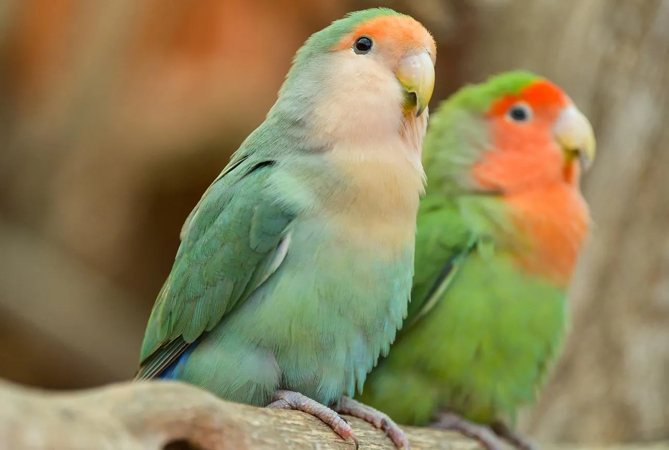 Bird as a pet: complete guide to caring for your bird at home