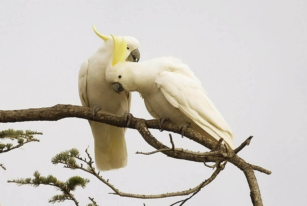 Cacatua como pet: tudo sobre cuidados e convivência