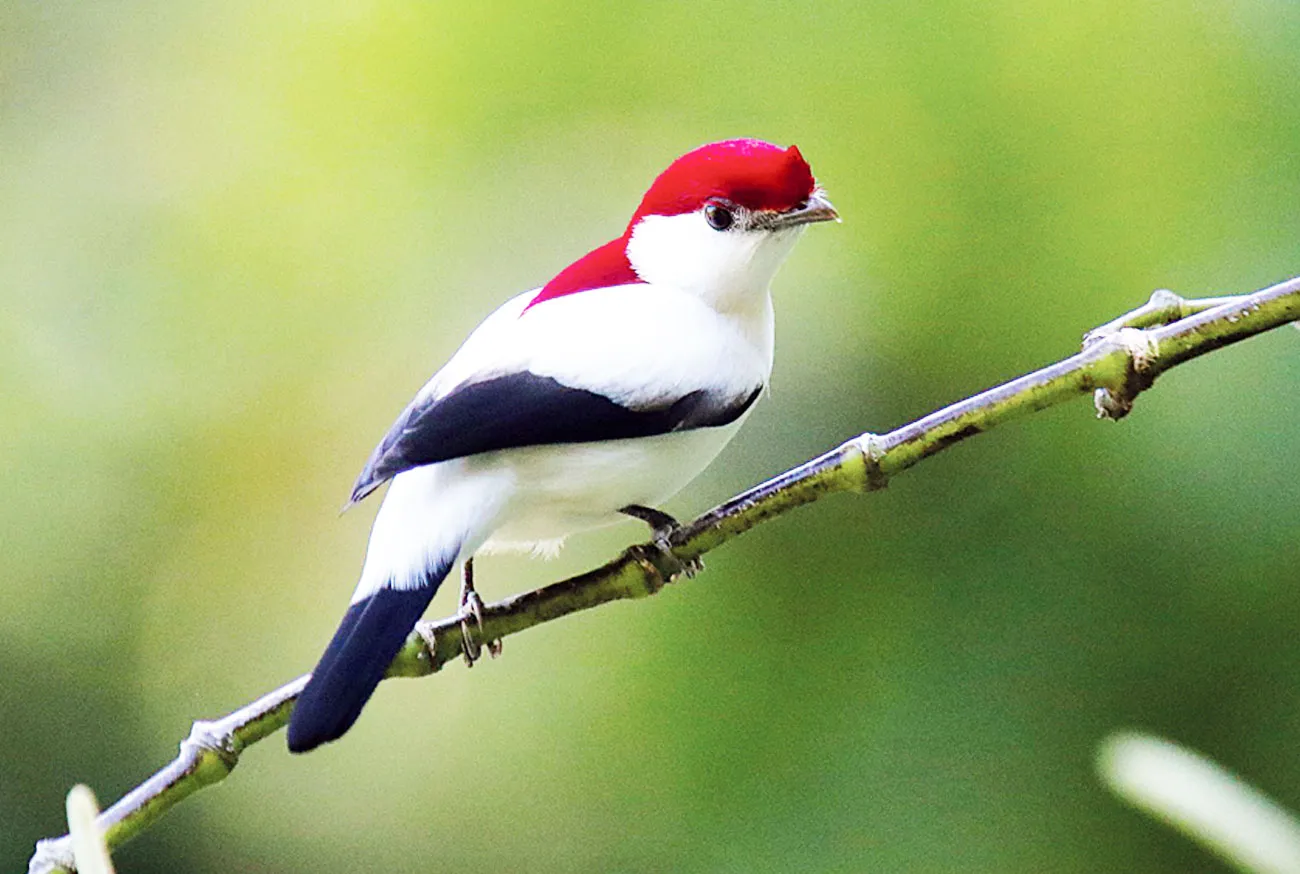 Discover the Araripe manakin: a treasure of Brazilian nature