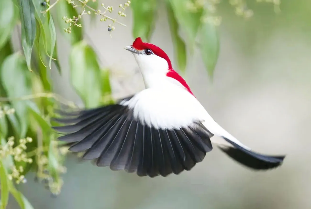 Descubra o soldadinho-do-araripe: um tesouro da natureza brasileira