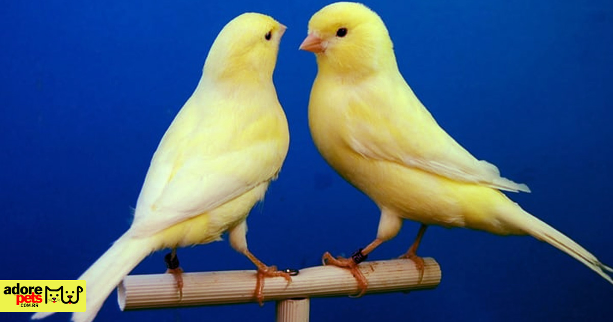 Belgian Canary, the melodious and sweet singing bird