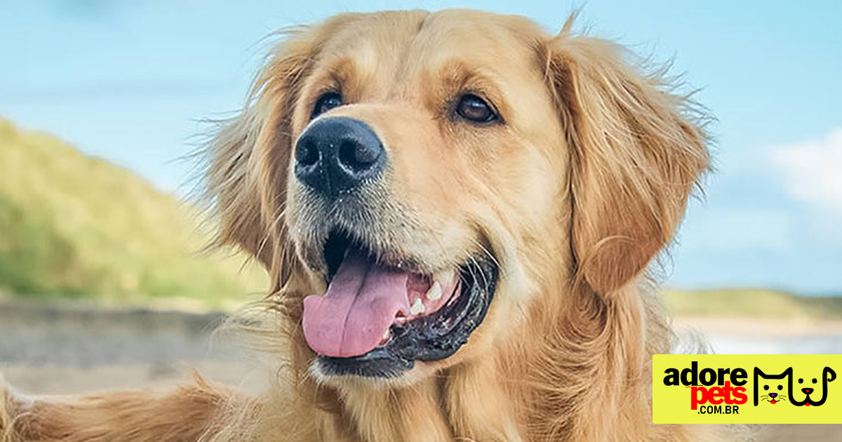 Golden Retrievers é amigáveil e capaz de se dar bem com crianças