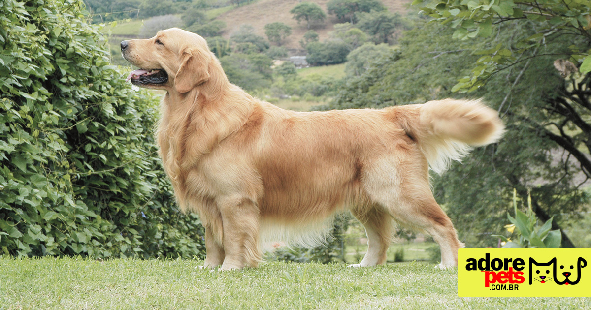 Golden Retrievers é amigáveil e capaz de se dar bem com crianças