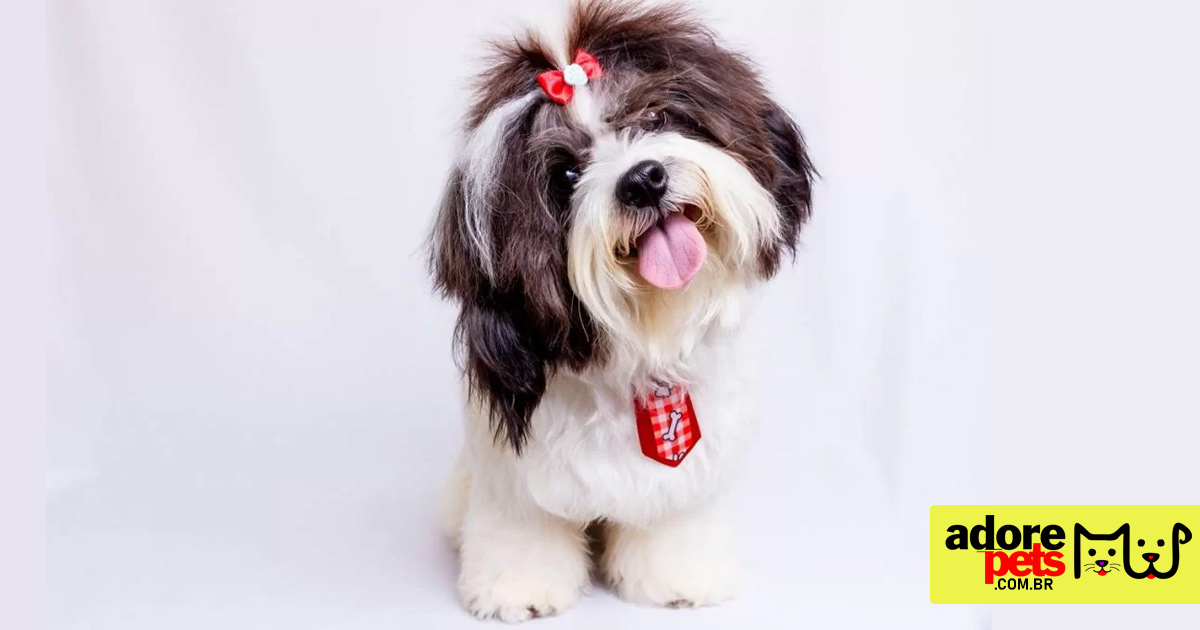 Shih Tzu é o companheiro ideal para as famílias e indivíduos