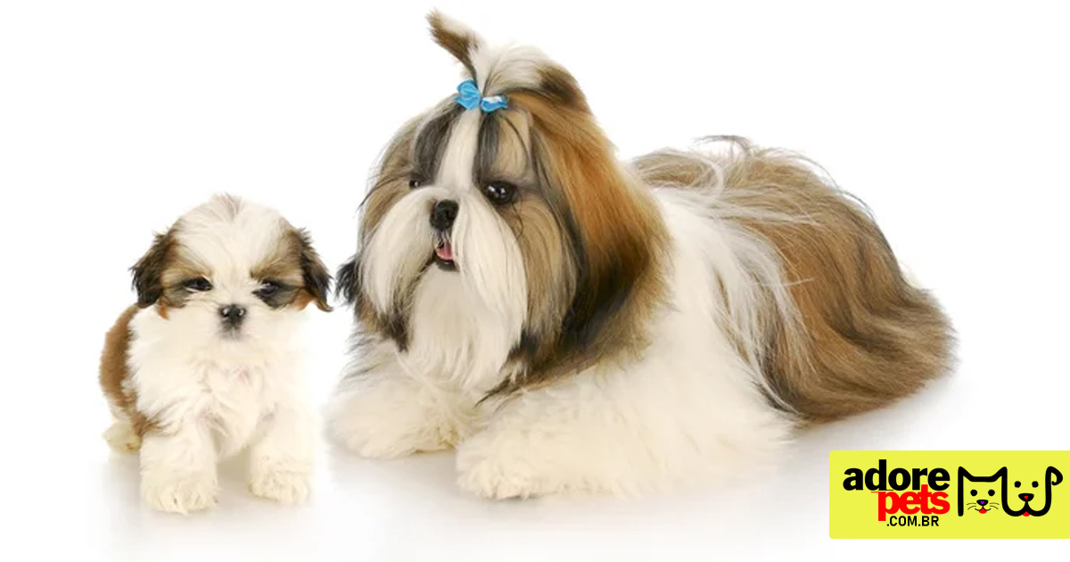 Shih Tzu é o companheiro ideal para as famílias e indivíduos