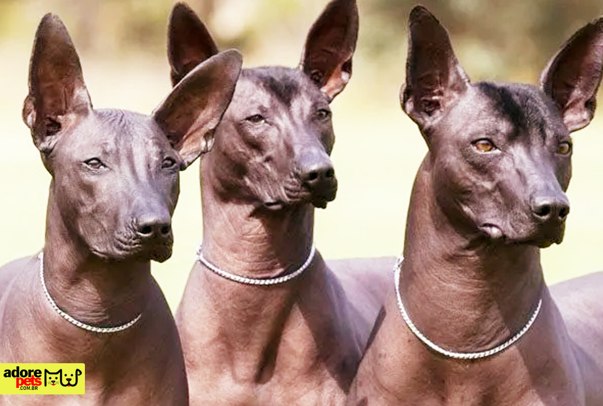 Conheça o encanto do cão Calvo Mexicano