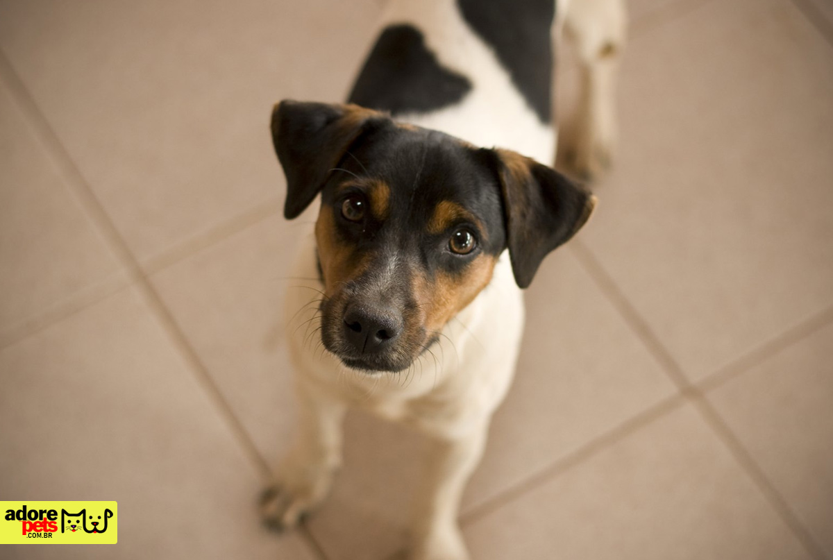 Introducing the Brazilian Terrier: The Fox Paulistinha Dog