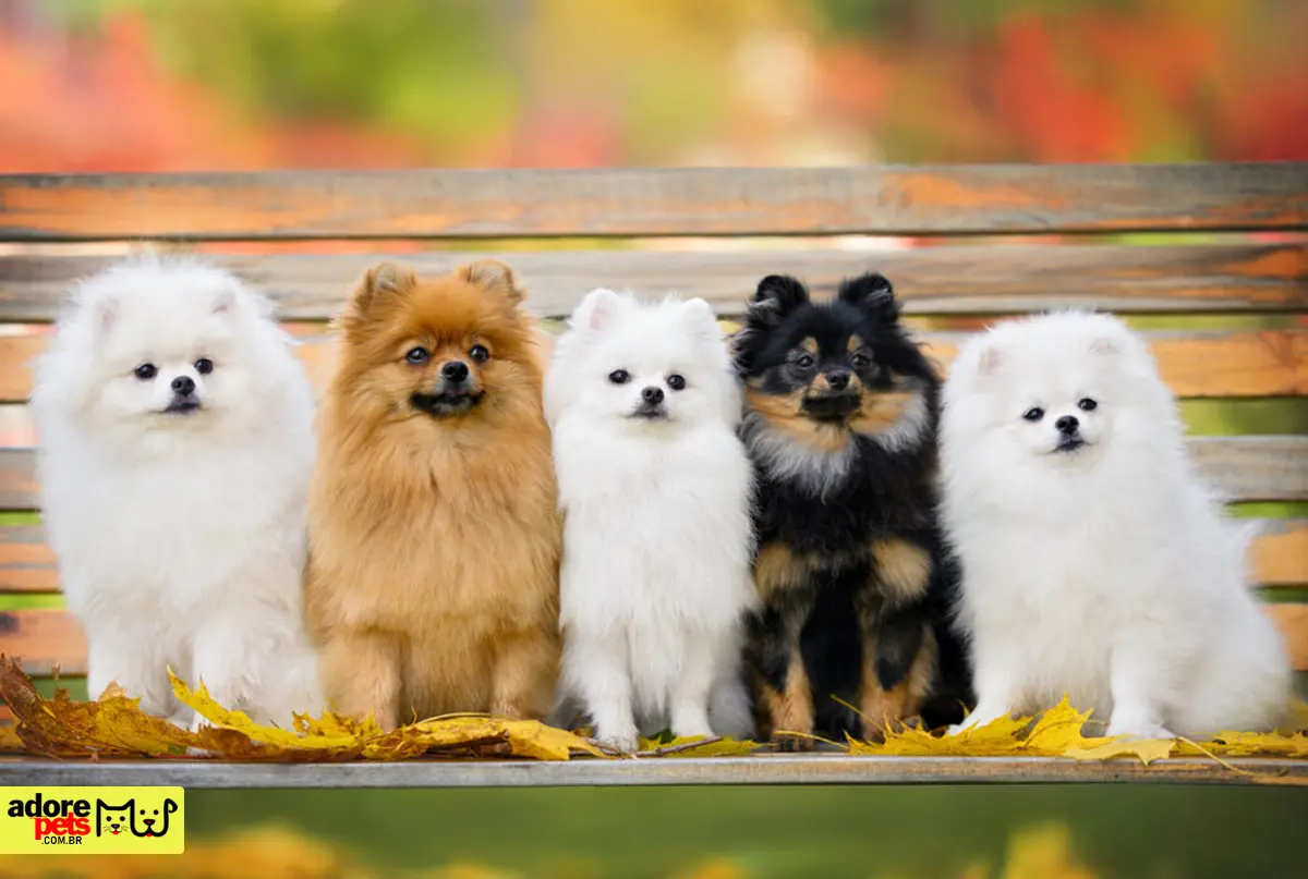 Dog Breed: Discover the 5 Most Loved Small Dog Breeds in Brazil