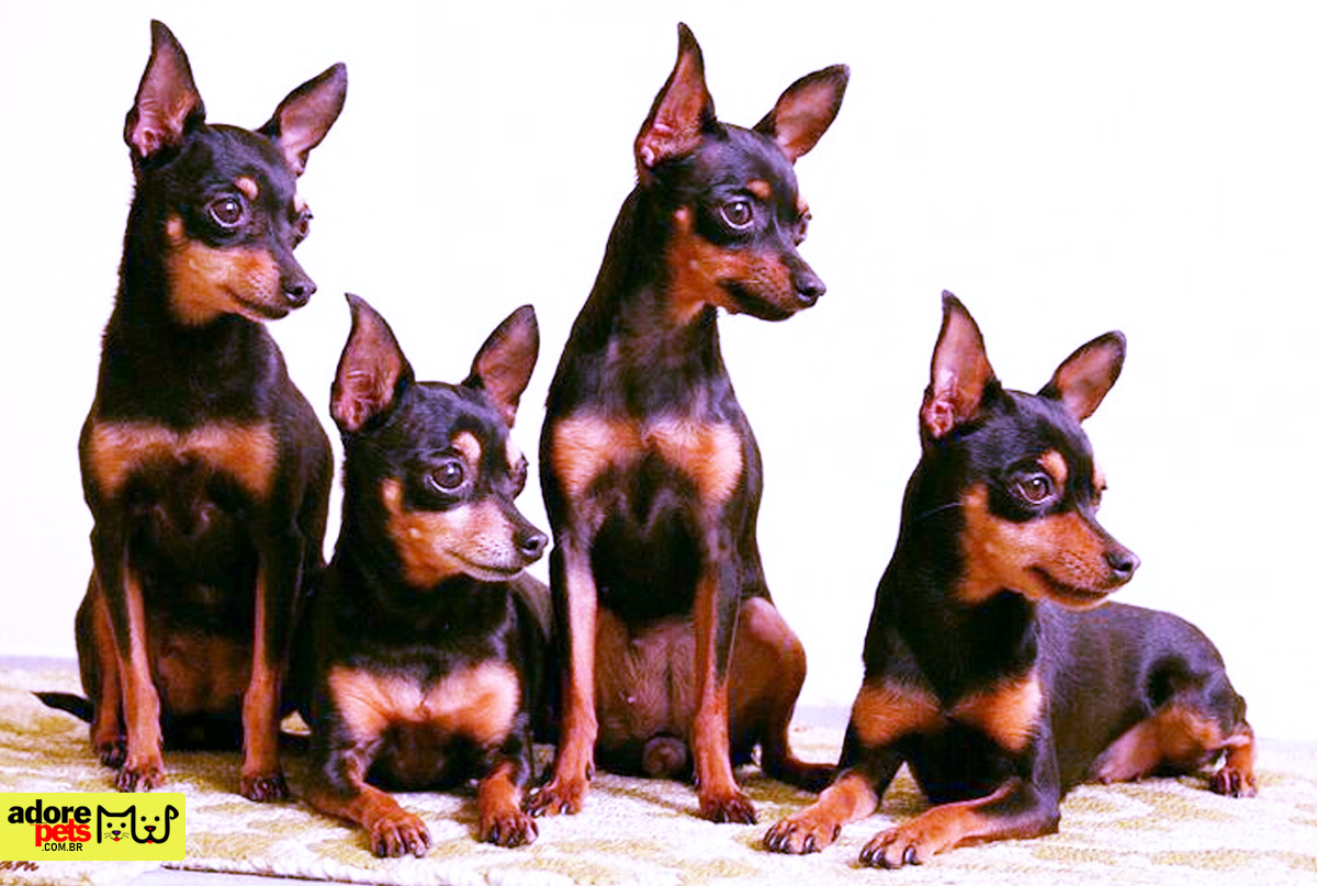 Pinscher, o pequeno cachorro com grande personalidade