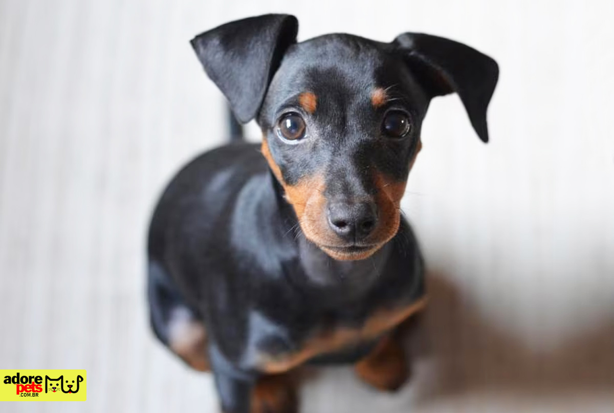 Pinscher, the little dog with a big personality