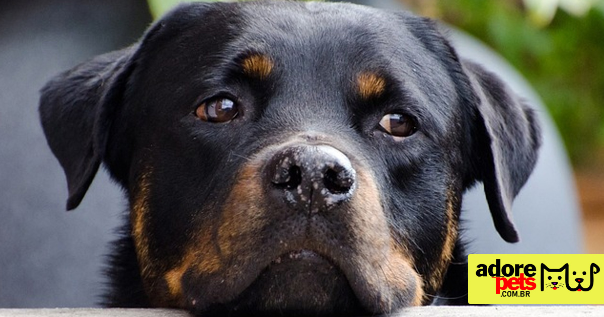 Rottweiler é um cão musculoso, inteligênte, leal e protetor