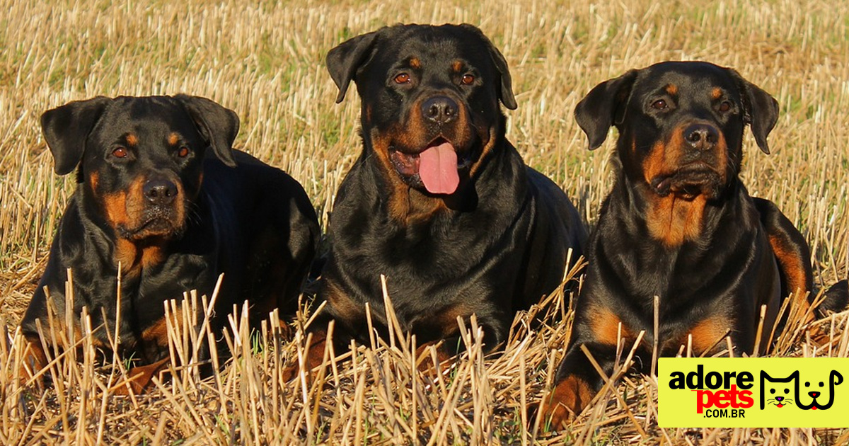 Rottweiler é um cão musculoso, inteligênte, leal e protetor