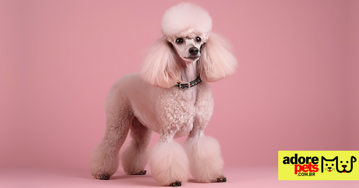 Poodle é elegante e inteligente para toda a família