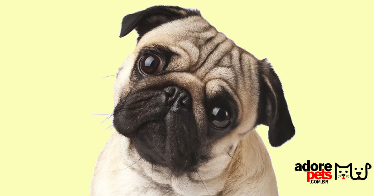 O Cão da Raça Pug: Um Amigo Fiél e Carismático