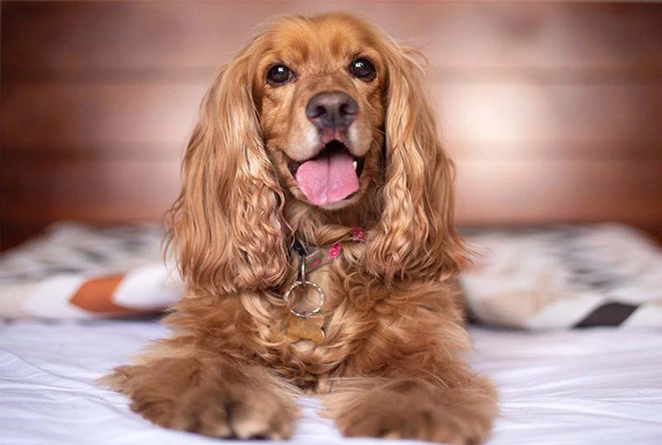 Discover Everything About the Beautiful and Amazing Cocker Spaniel