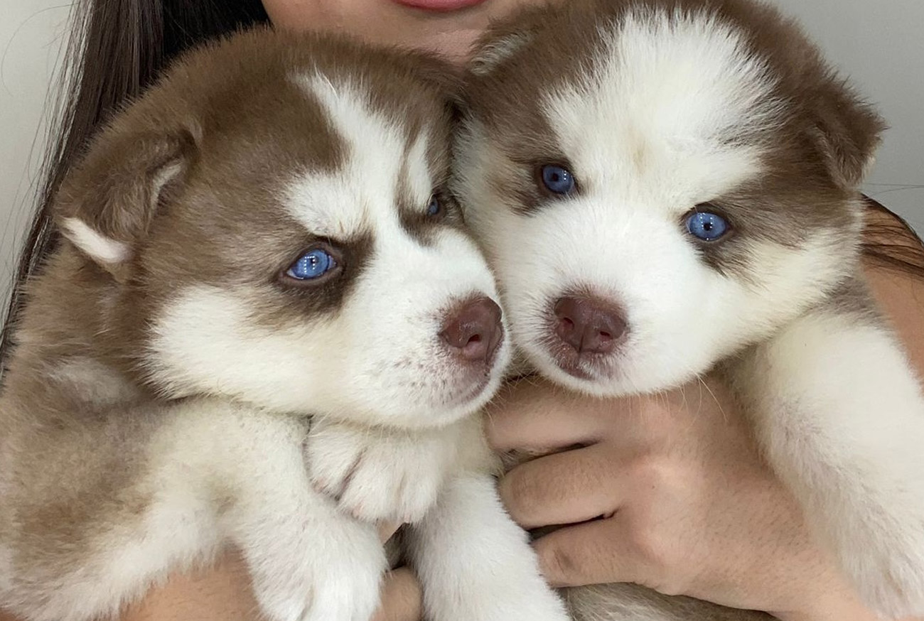 Husky Siberiano: Tudo sobre essa raça canina fascinante