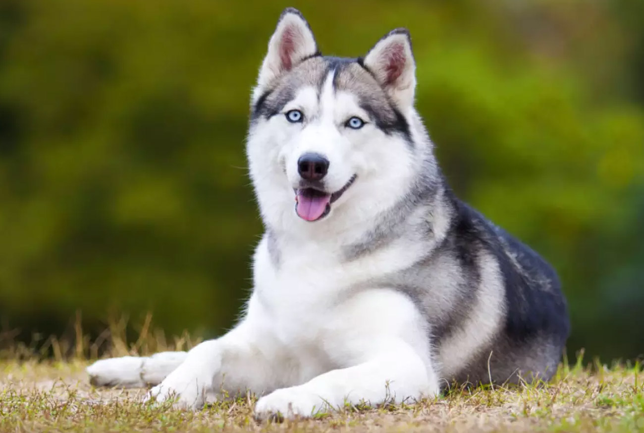 Husky Siberiano: Tudo sobre essa raça canina fascinante