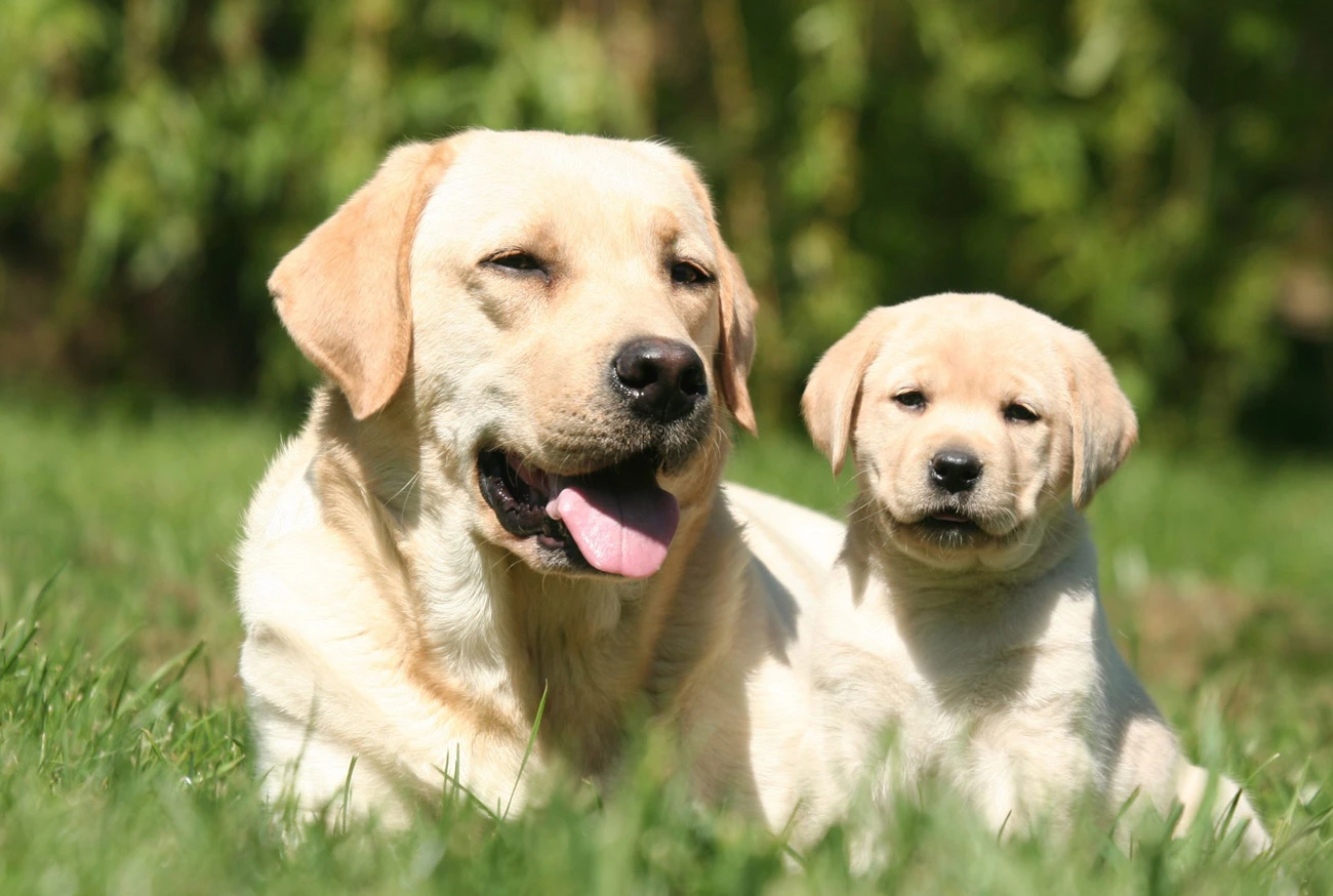 Labrador Retriever: All About This Incredible and Friendly Breed