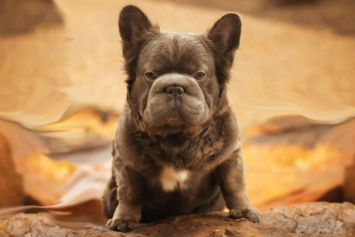 Descubra o cachorro mais valioso do mundo: Rope Daddy