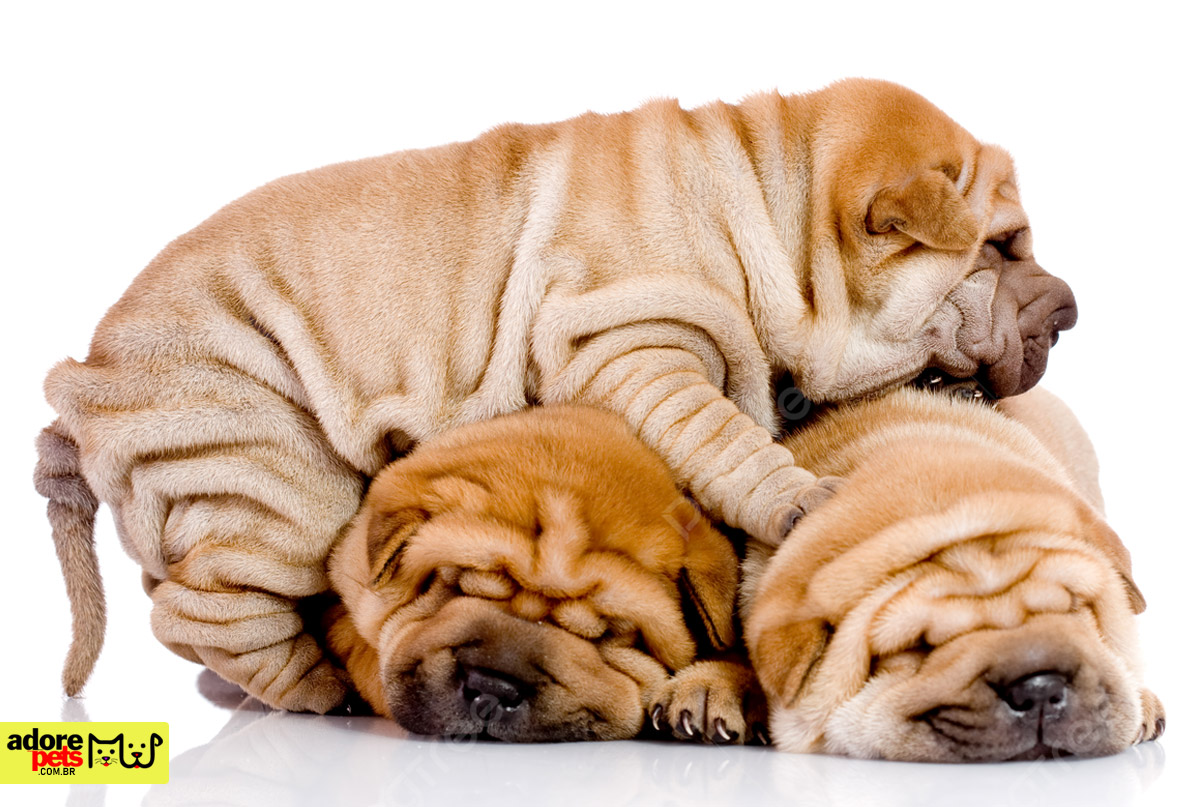 Meet the Shar Pei, the wrinkled dog breed