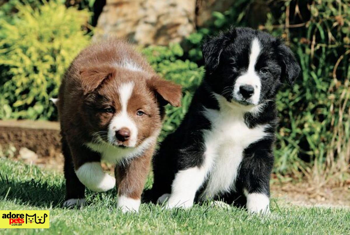 Border Collie: Inteligência e elegância em quatro patas