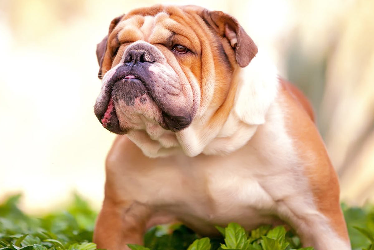 English Bulldog: Discover everything about this wrinkled dog breed