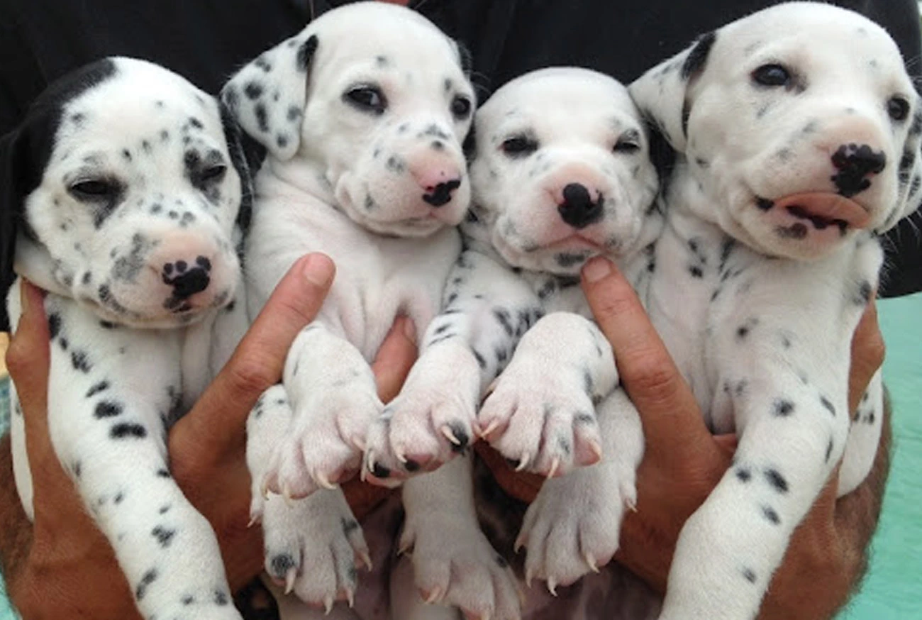 The Fascinating World of Dalmatians: Everything About the Breed