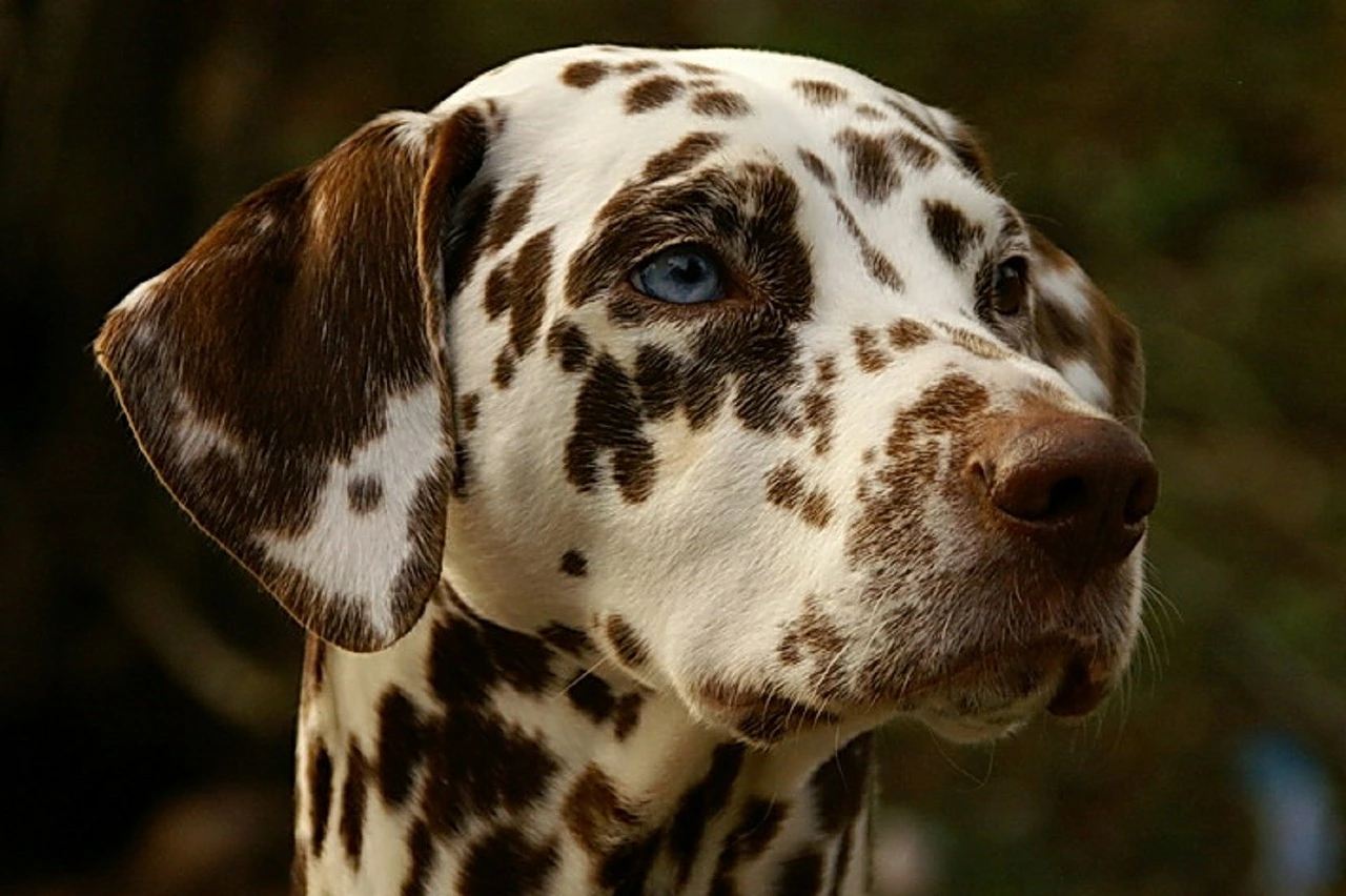 The fascinating world of Dalmatians: Everything about the breed