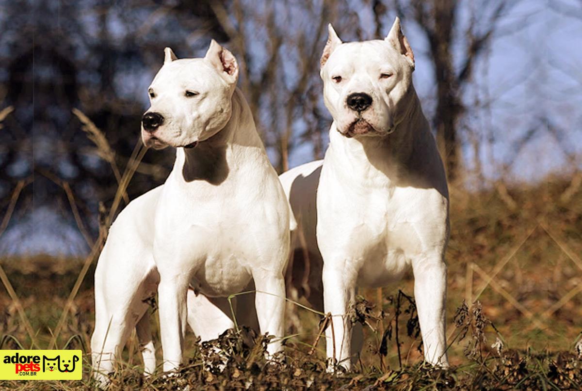 Dogo Argentino: o cão proibido em vários países por ser perigoso