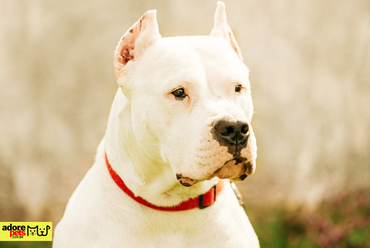 Dogo Argentino: o cão proibido em vários países por ser perigoso