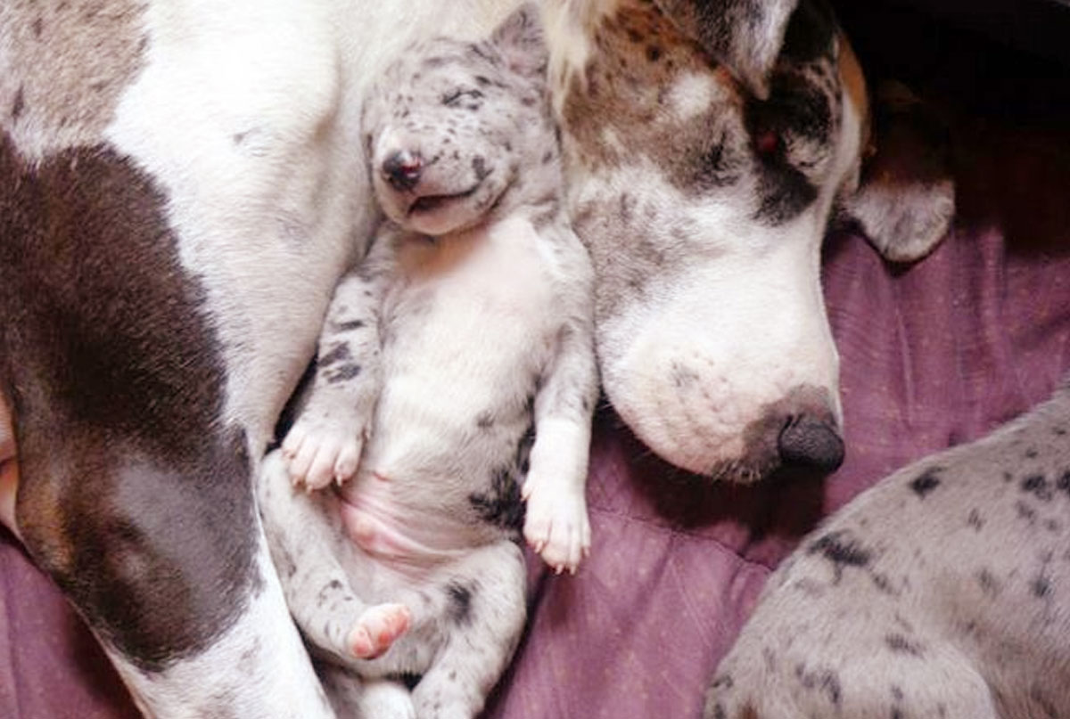 Qual é a maior raça de cachorro do mundo? Dogue Alemão