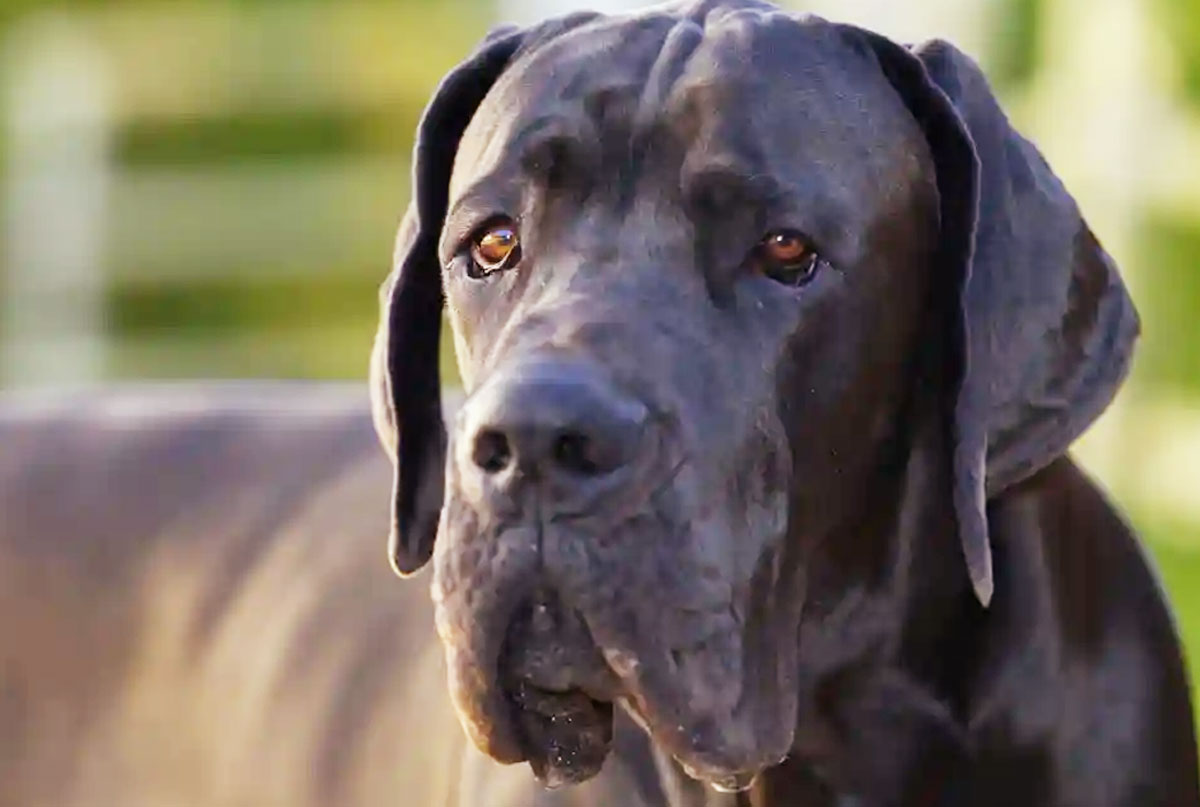 Qual é a maior raça de cachorro do mundo? Dogue Alemão