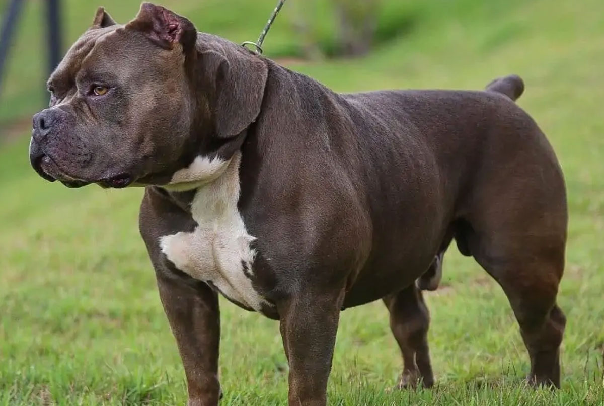 Pitbull: Vantagens e cuidados ao adotar um amigo protetor