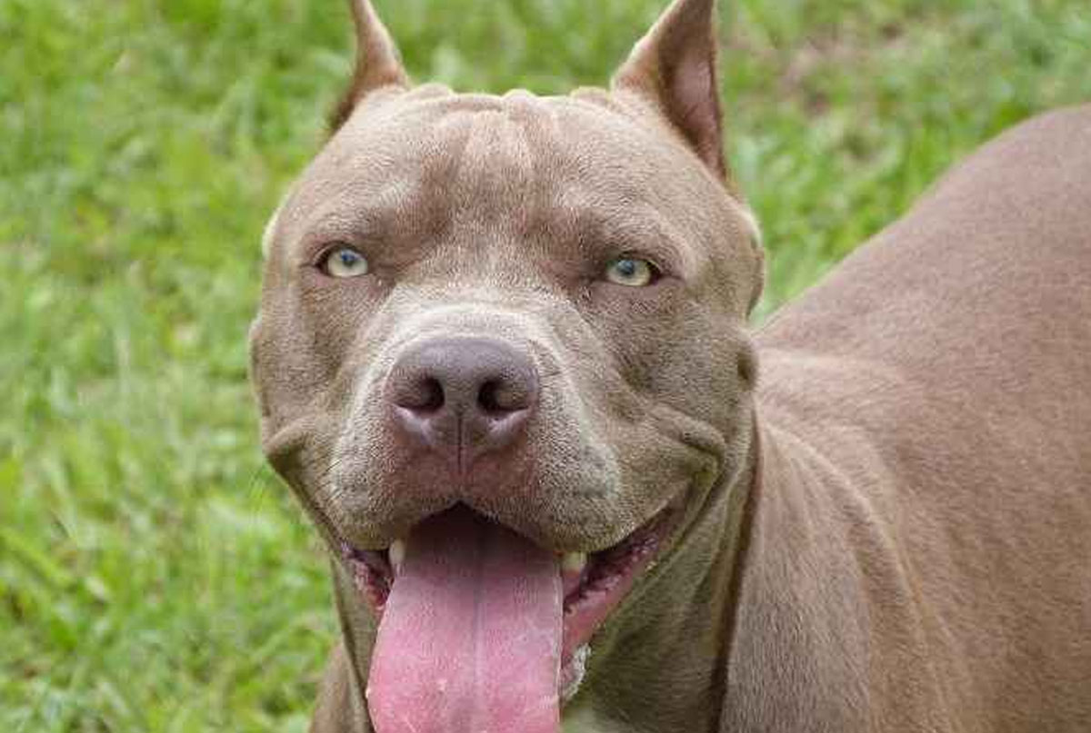 Pitbull: Advantages and care when adopting a protective friend