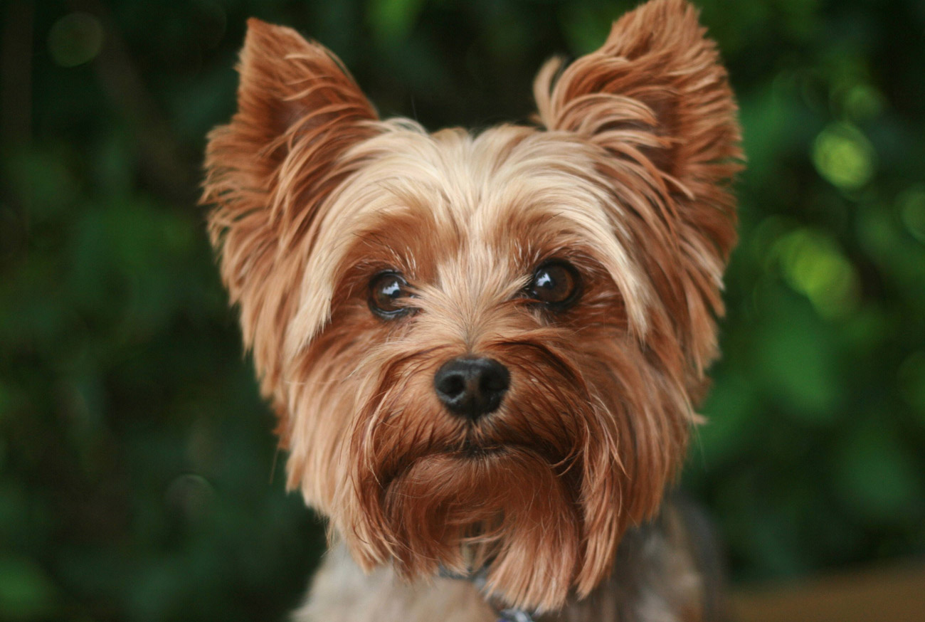 Yorkshire Terrier: Complete guide to this adorable dog breed