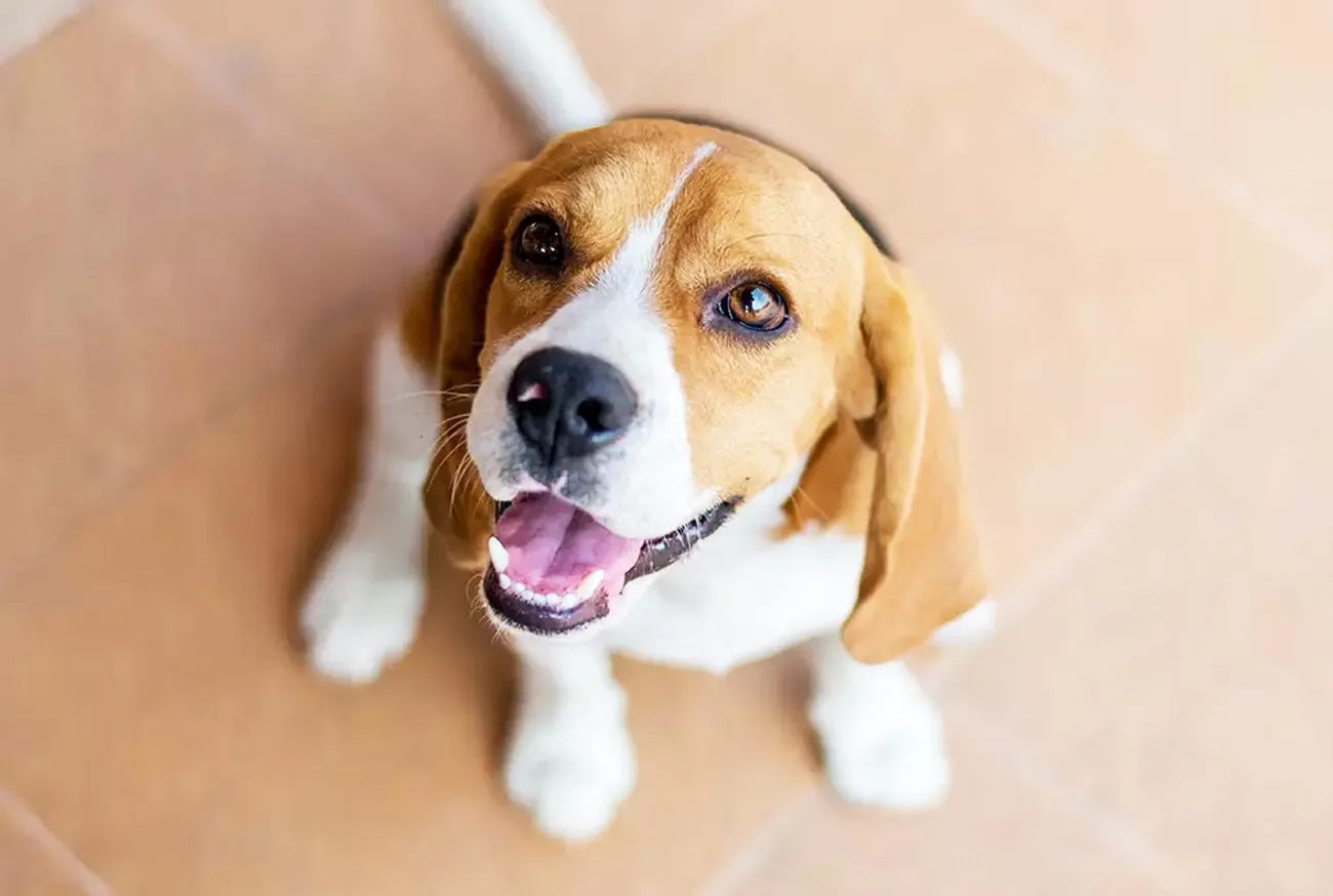 Beagle: o cachorro perfeito para famílias e aventuras