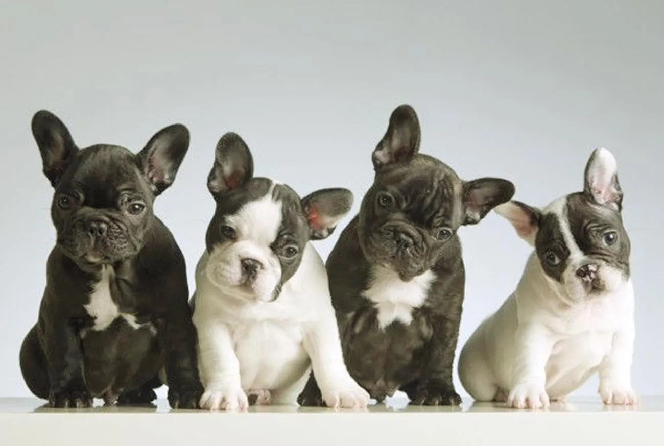 French Bulldog: A wrinkly dog you'll adore