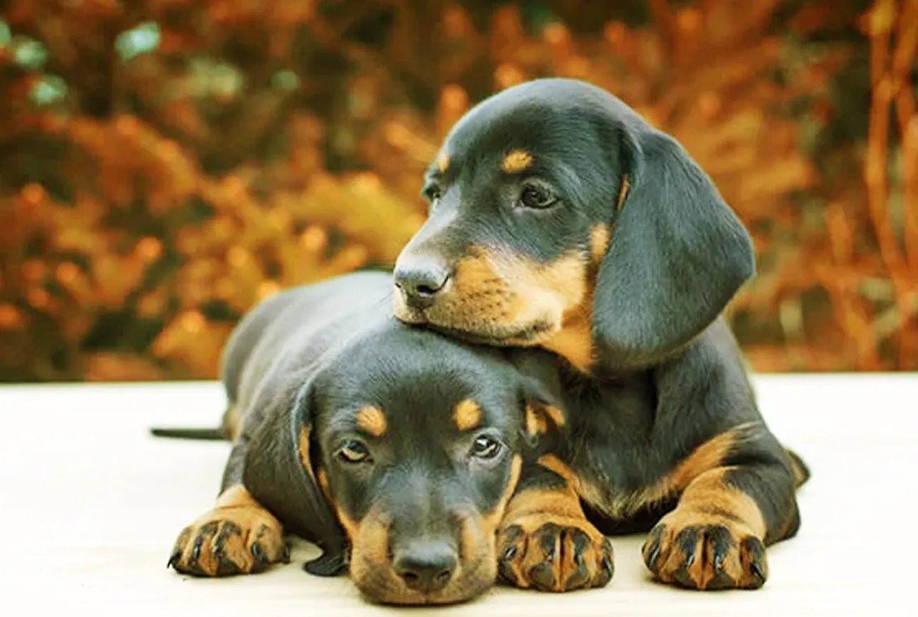 Dachshund: tudo sobre o adorável cão salsicha e seus encantos