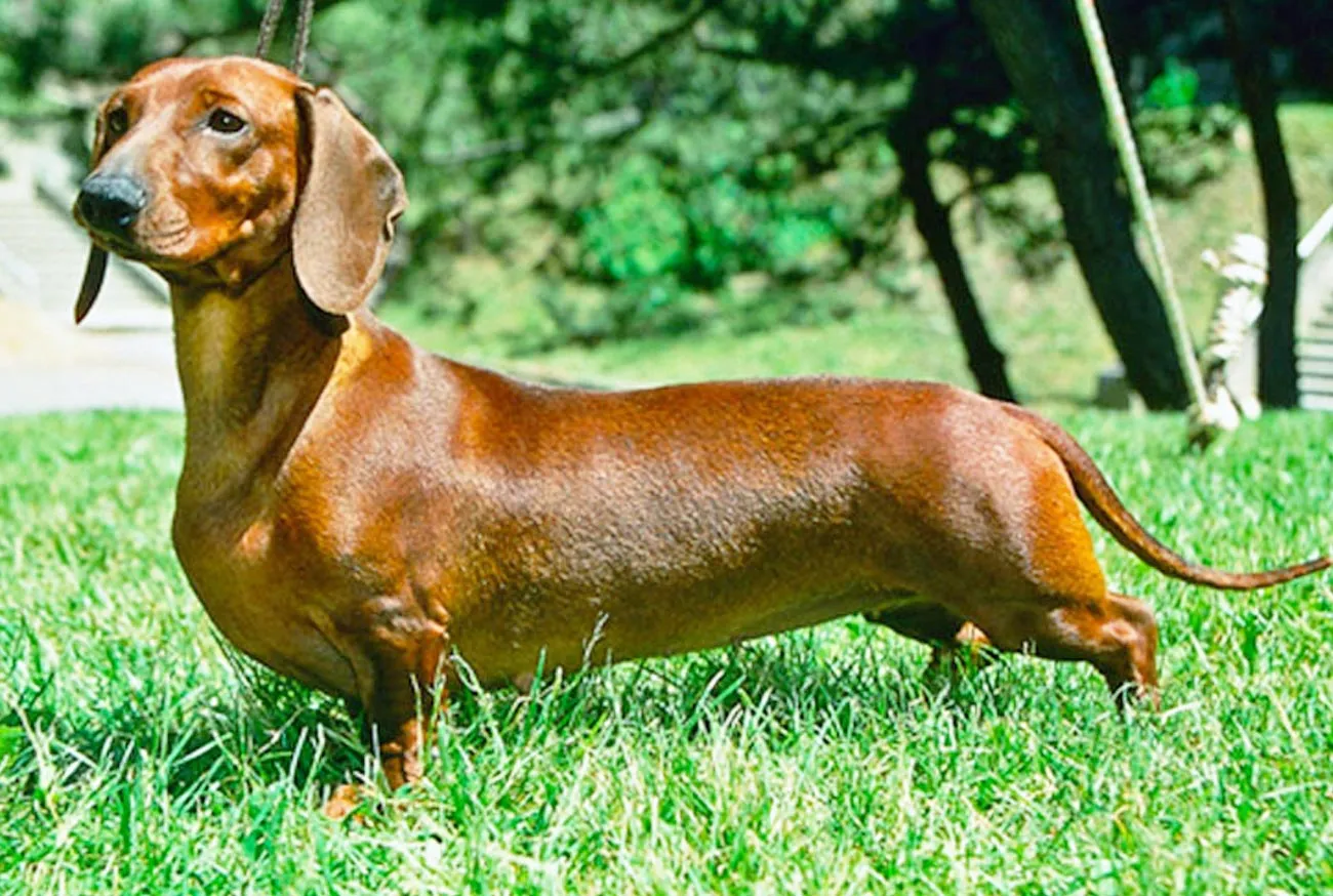 Dachshund: tudo sobre o adorável cão salsicha e seus encantos