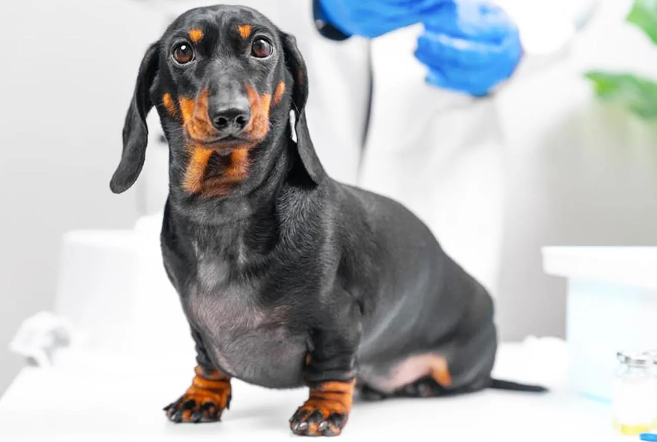 Dachshund: tudo sobre o adorável cão salsicha e seus encantos