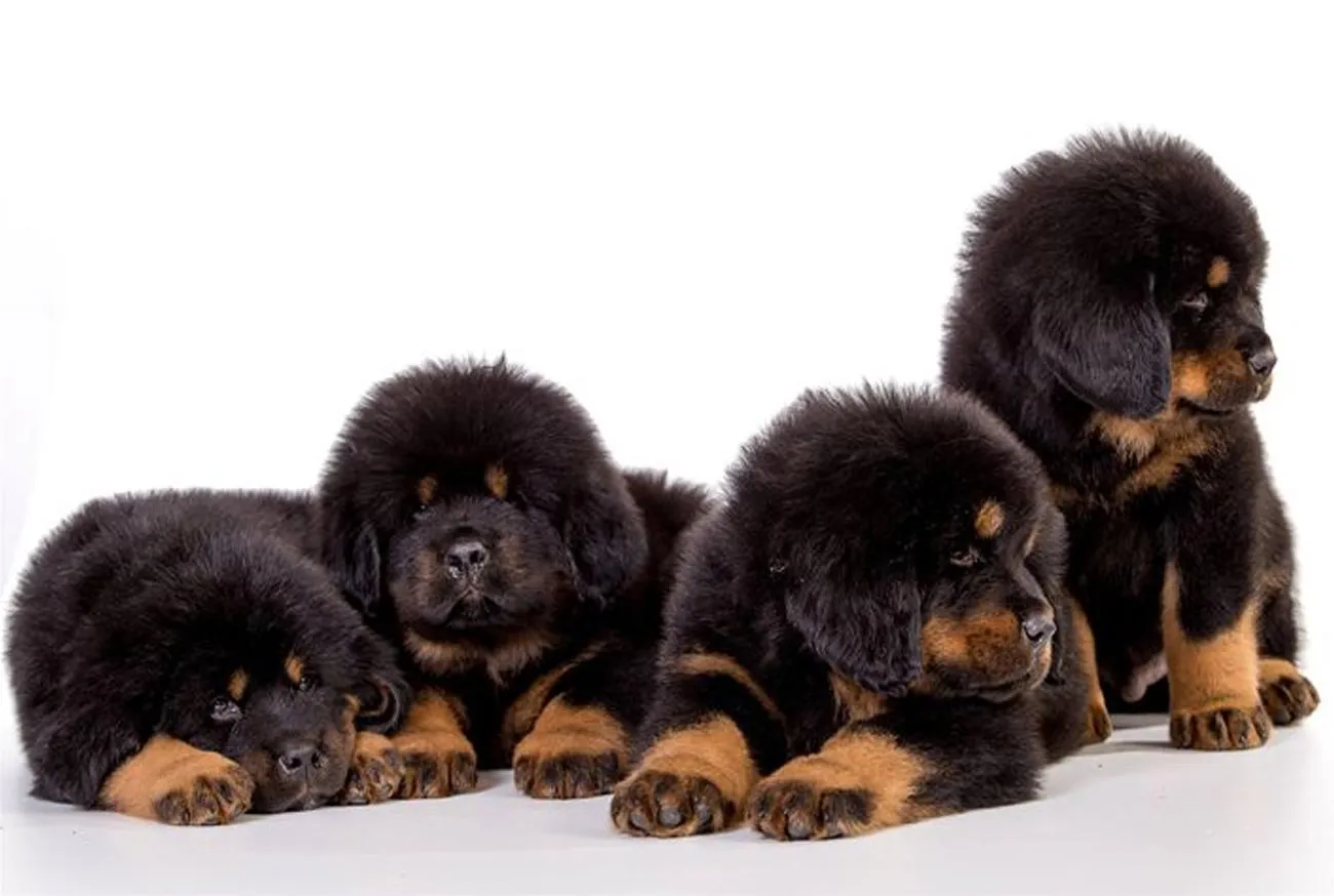 Meet the Tibetan Mastiff: The Majestic Giant Dog Breed