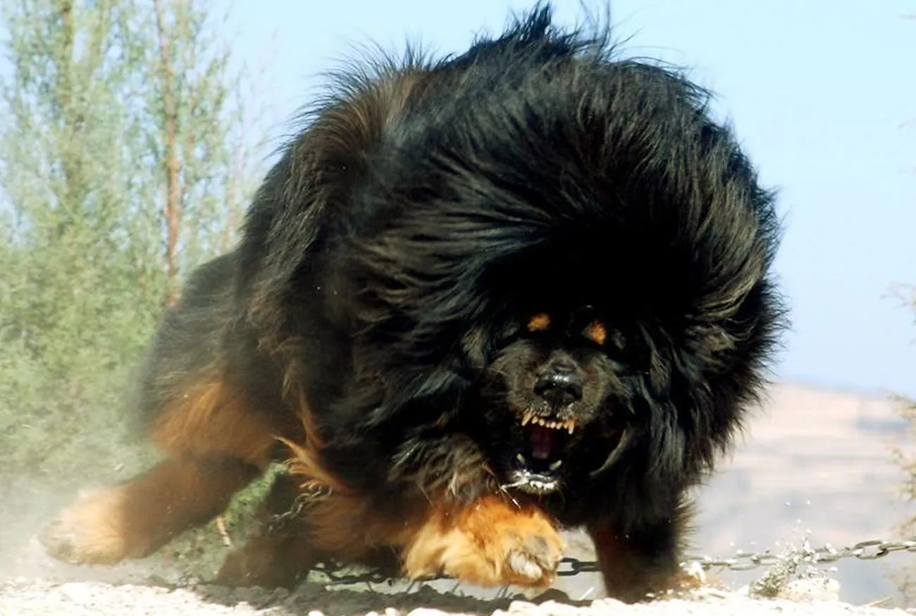 Conheça o Mastim Tibetano: a raça de cachorro gigante e majestosa